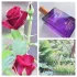 Molinard Les Éléments: Rose Eau de Parfum