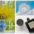 Le Couvent des Minimes Mimosa