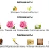 Al Wataniah Khususi Rose Mystery Intense pic-59593